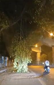 Trees were seen rustling ferociously as squally winds with speeds of 60-70 kmph swept through Delhi..